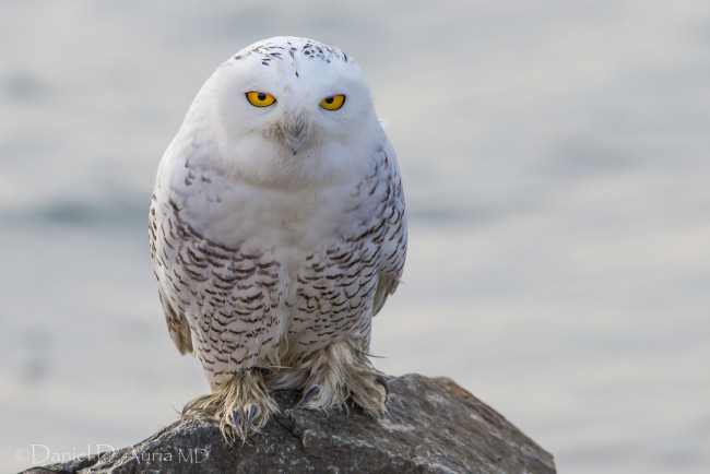 Обои картинки фото животные, совы, полярная, сова