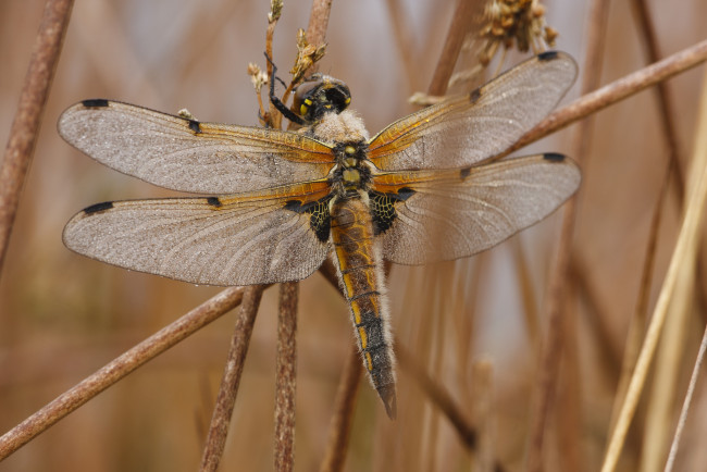 Обои картинки фото животные, стрекозы, стрекоза, стебель