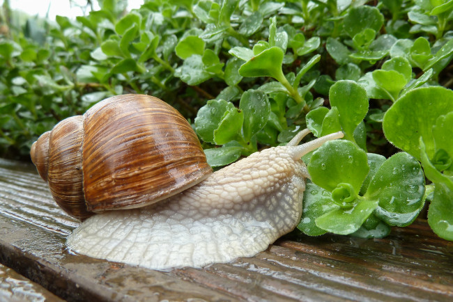 Обои картинки фото животные, улитки, улитка, листья, раковина