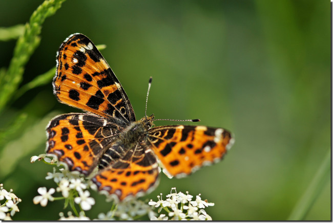 Обои картинки фото животные, бабочки, бабочка