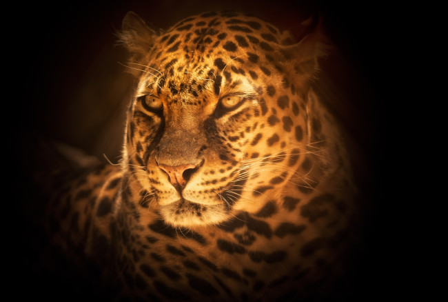 Обои картинки фото животные, леопарды, портрет