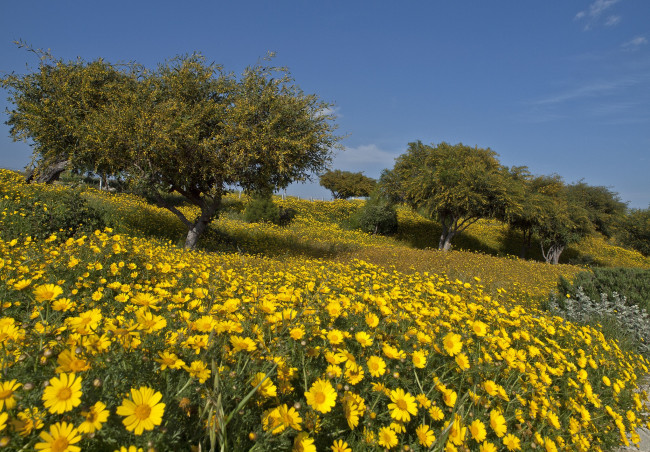 Обои картинки фото природа, луга, луг, цветы, деревья