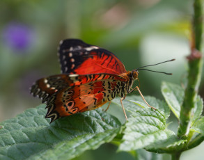 Картинка животные бабочки +мотыльки +моли бабочка