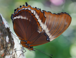 Картинка животные бабочки +мотыльки +моли бабочка