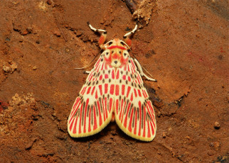 Картинка животные бабочки +мотыльки +моли мотылёк усики крылья бабочка макро