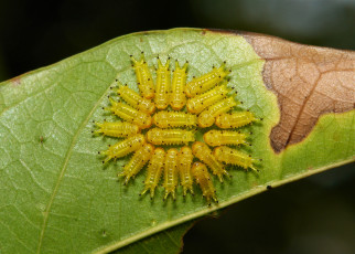 Картинка животные гусеницы itchydogimages макро насекомое лист