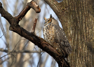 Картинка животные совы сова