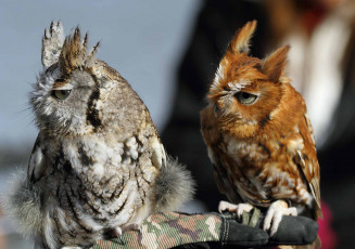 Картинка животные совы совенок сова