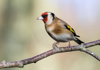 Картинка животные щеглы +чижи щегол