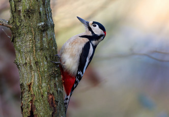 Картинка животные дятлы дятел