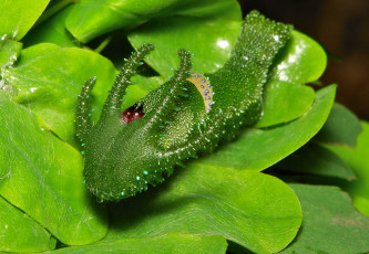 Картинка животные гусеницы лист макро itchydogimages гусеница