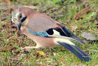 Картинка животные птицы птичка