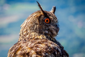 Картинка животные совы филин перья клюв сова птица