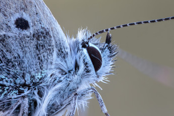 Картинка животные бабочки +мотыльки +моли крылья бабочка макро травинка усики фон cristian arghius