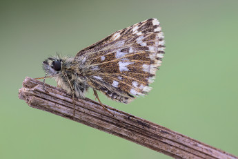 Картинка животные бабочки +мотыльки +моли усики травинка макро cristian arghius крылья бабочка фон