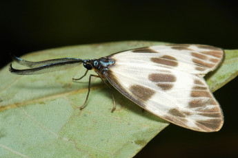 Картинка животные бабочки +мотыльки +моли узор усики крылья моль макро itchydogimages