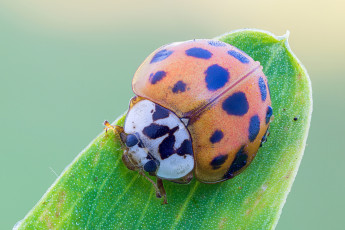 Картинка животные божьи+коровки капли cristian arghius макро божья коровка фон роса