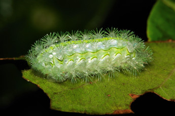 Картинка животные гусеницы лист гусеница макро itchydogimages капли роса утро