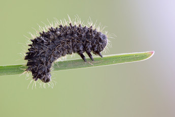 Картинка животные гусеницы макро cristian arghius утро росинка травинка чёрная гусеница фон насекомое