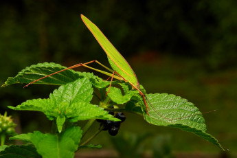 Картинка животные кузнечики +саранча кузнечик лист насекомое макро itchydogimages