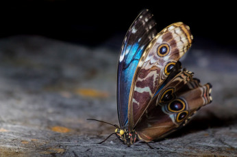 Картинка животные бабочки +мотыльки +моли бабочка