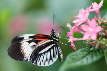 Картинка животные бабочки +мотыльки +моли бабочка