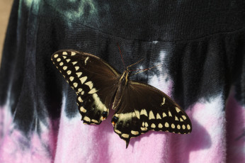 Картинка животные бабочки +мотыльки +моли бабочка