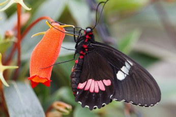 Картинка животные бабочки +мотыльки +моли бабочка