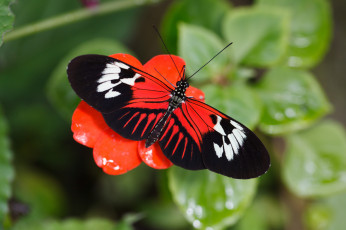 Картинка животные бабочки +мотыльки +моли бабочка