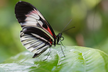 Картинка животные бабочки +мотыльки +моли бабочка