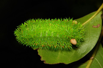 Картинка животные гусеницы гусеница лист насекомое макро необычная itchydogimages