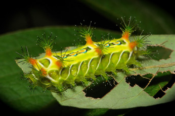 Картинка животные гусеницы листья гусеница веточка макро itchydogimages