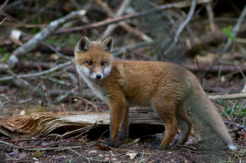 Картинка животные лисы лисичка