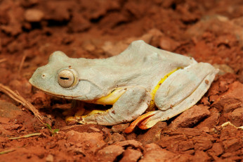 Картинка животные лягушки itchydogimages белая лягушка макро