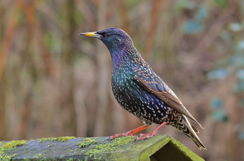 Картинка животные вороны +грачи +галки скворец