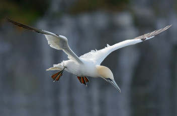 Картинка животные Чайки +бакланы +крачки олуш