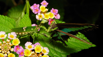 Картинка животные богомолы еда добыча богомол макро itchydogimages бабочка цветы лист