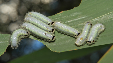 Картинка животные гусеницы утро роса itchydogimages макро лист