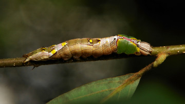 Картинка животные гусеницы веточка гусеница лист макро itchydogimages