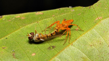 Картинка животные пауки лист паук макро itchydogimages
