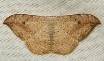 Картинка животные бабочки +мотыльки +моли бабочка крылья макро itchydogimages