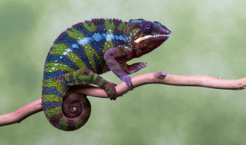 Картинка животные хамелеоны хамелеон