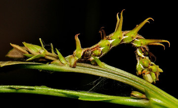 Картинка животные гусеницы гусеница травинка фон макро itchydogimages