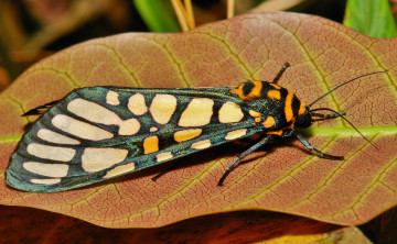 Картинка животные бабочки +мотыльки +моли моль бабочка макро itchydogimages