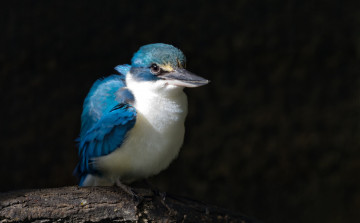 Картинка животные зимородки птичка