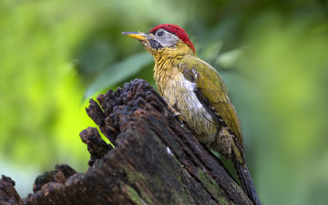 Картинка животные дятлы птичка