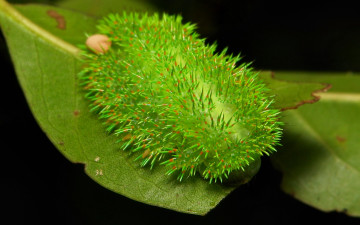 Картинка животные гусеницы гусеница лист itchydogimages макро
