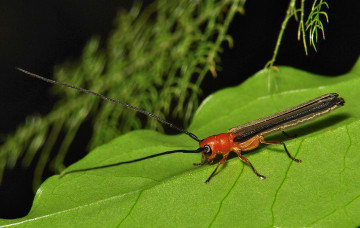 Картинка животные насекомые макро насекомое itchydogimages