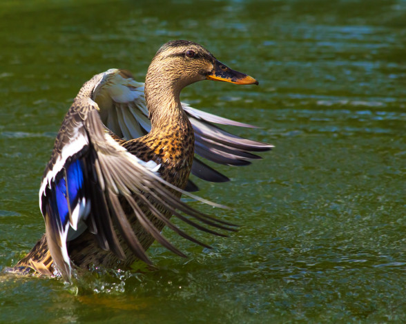 Обои картинки фото животные, утки, утка