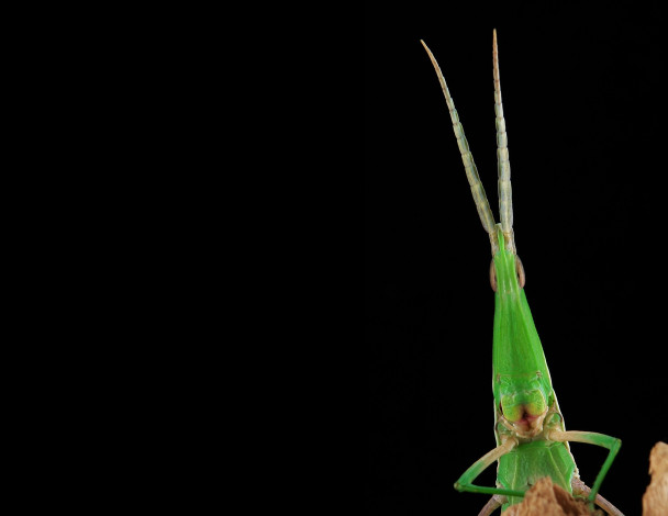 Обои картинки фото животные, кузнечики,  саранча, глаза, усики, кузнечик, портрет, макро, itchydogimages